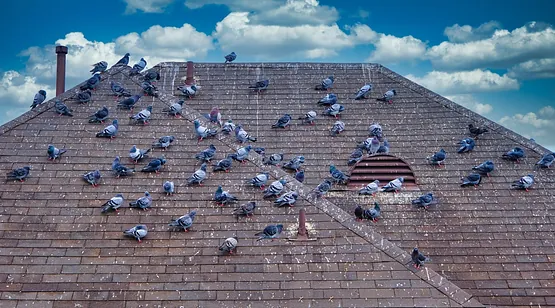 antiguo tejado lleno de palomas