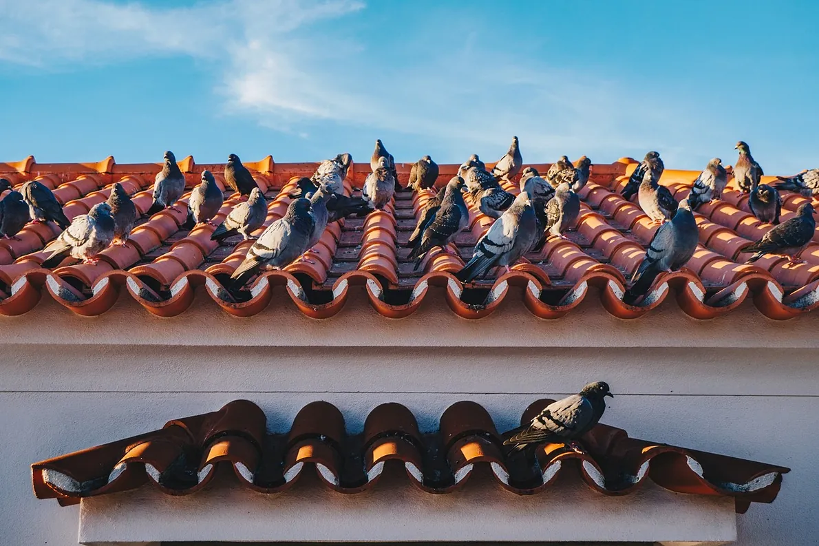 tejado nuevo con palomas al sol